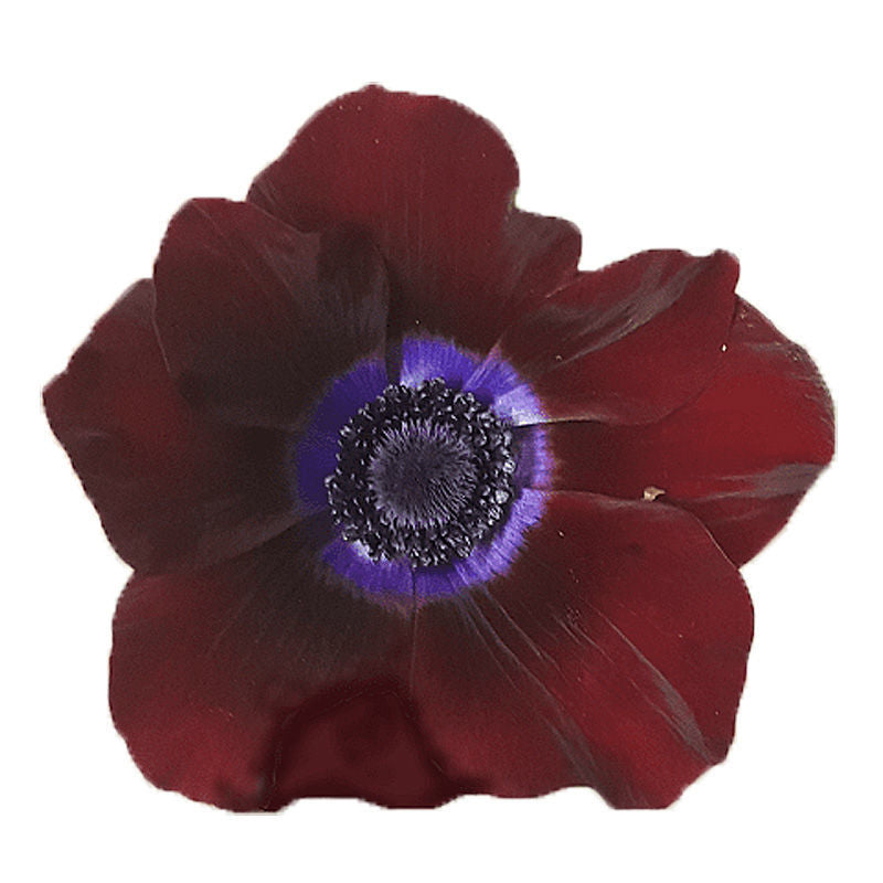 ANEMONE BORDEAUX