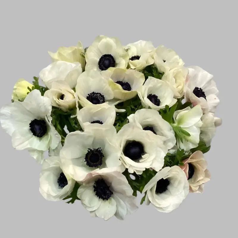 ANEMONE BLUSH