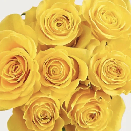 YELLOW ROSES - 25 STEMS