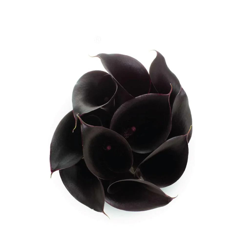 MINI CALLA LILY BLACK