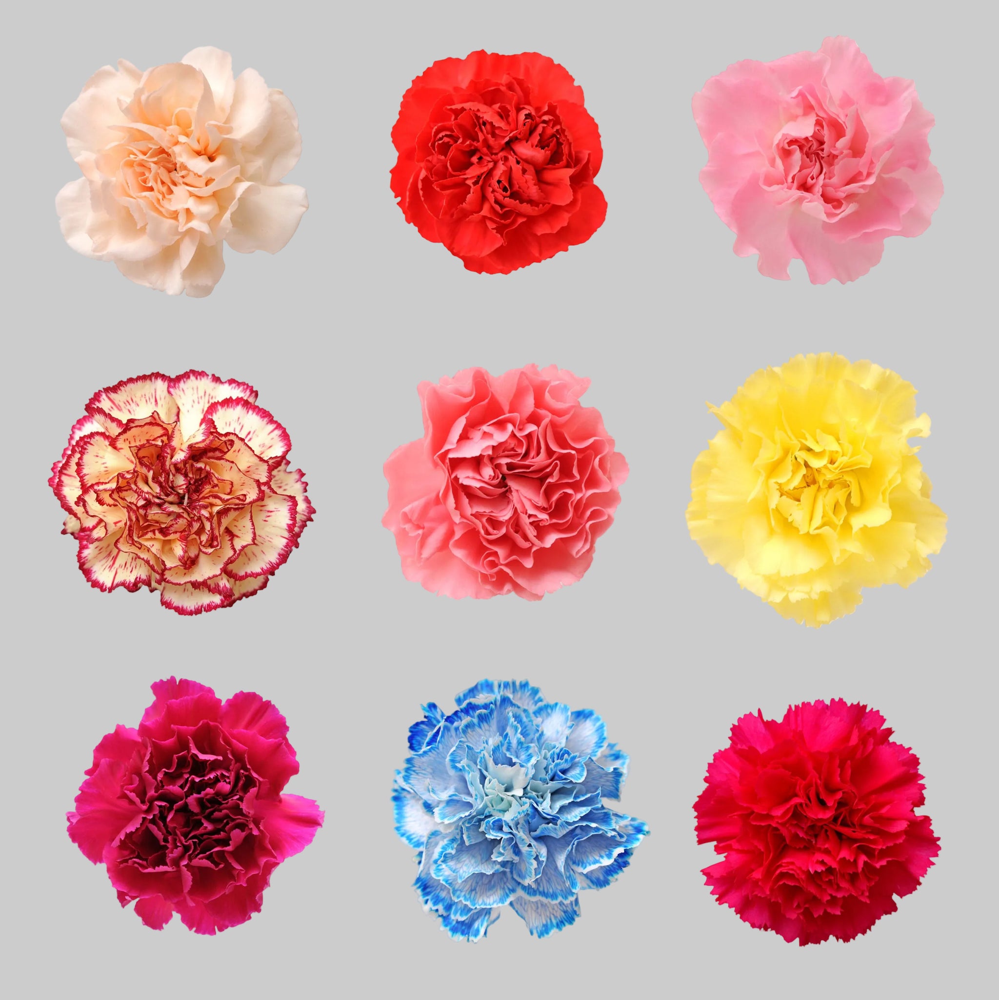 CARNATION ASSORTED STANDARD  - 100 STEMS