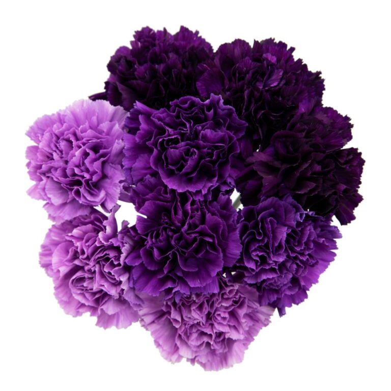 CARNATION MOONSERIES PURPLE FANCY - 100 STEMS