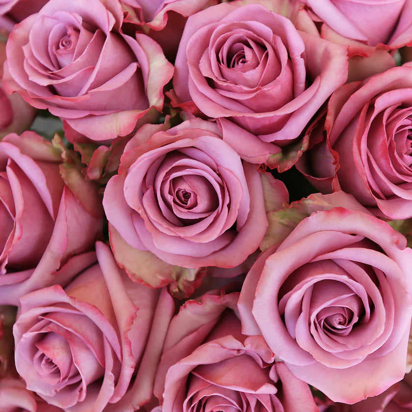 DEEP PURPLE - 50 STEMS