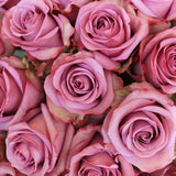 DEEP PURPLE - 50 STEMS