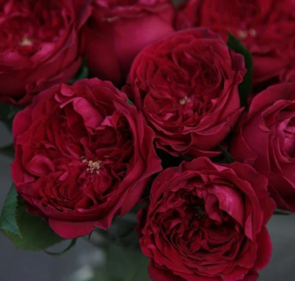TESS DAVID AUSTIN ROSES - 48 STEMS