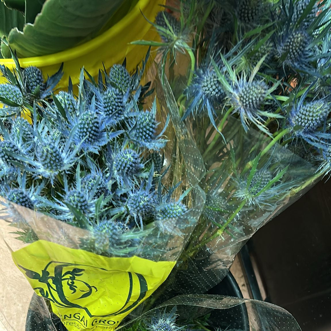 THISTLE BLUE - 10 STEMS