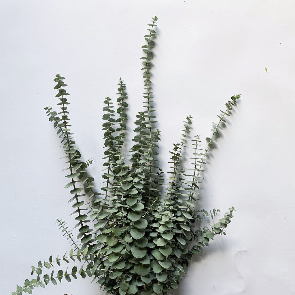 BABY BLUE EUCALYPTUS