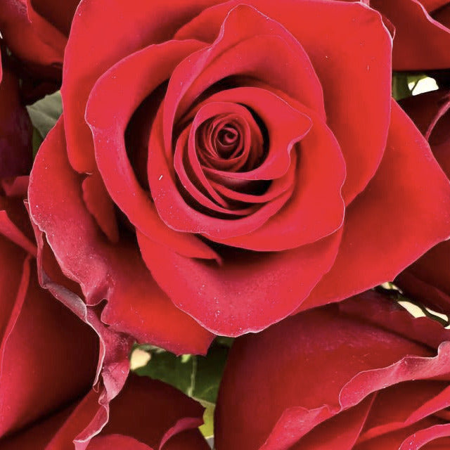 EXPLORER RED ROSES - 25 STEMS