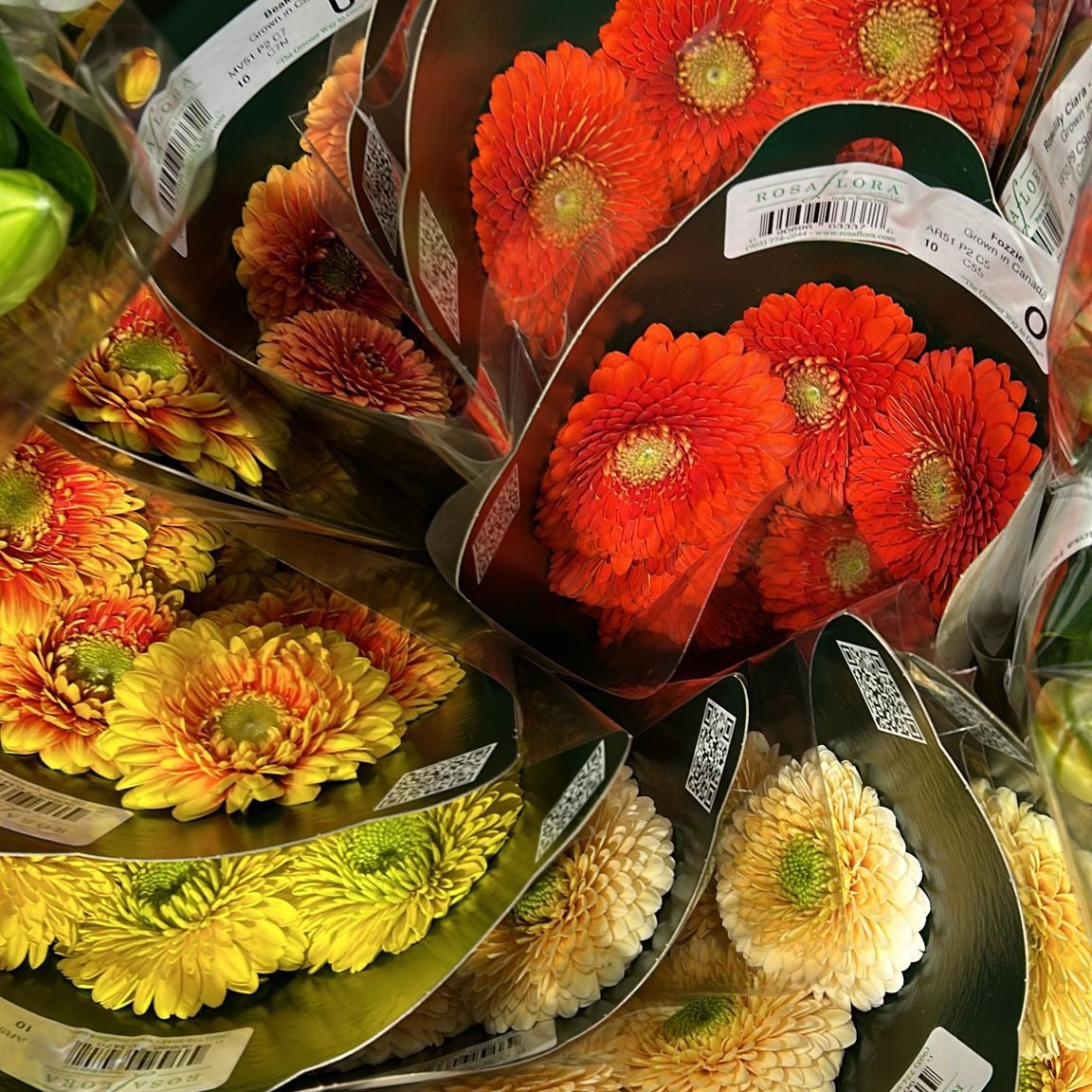 GERBERA MINI ASSORTED - ONTARIO - 100 STEMS