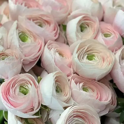 RANUNCULUS CLONI HANOI
