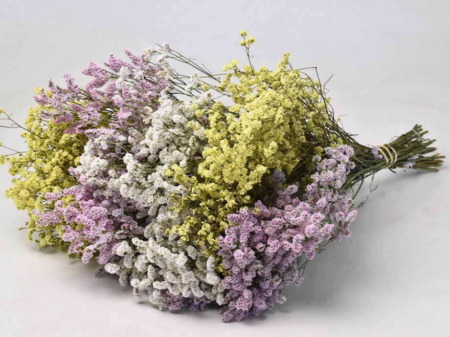 LIMONIUM ASSORTED FANCY - 8 BUNHCES