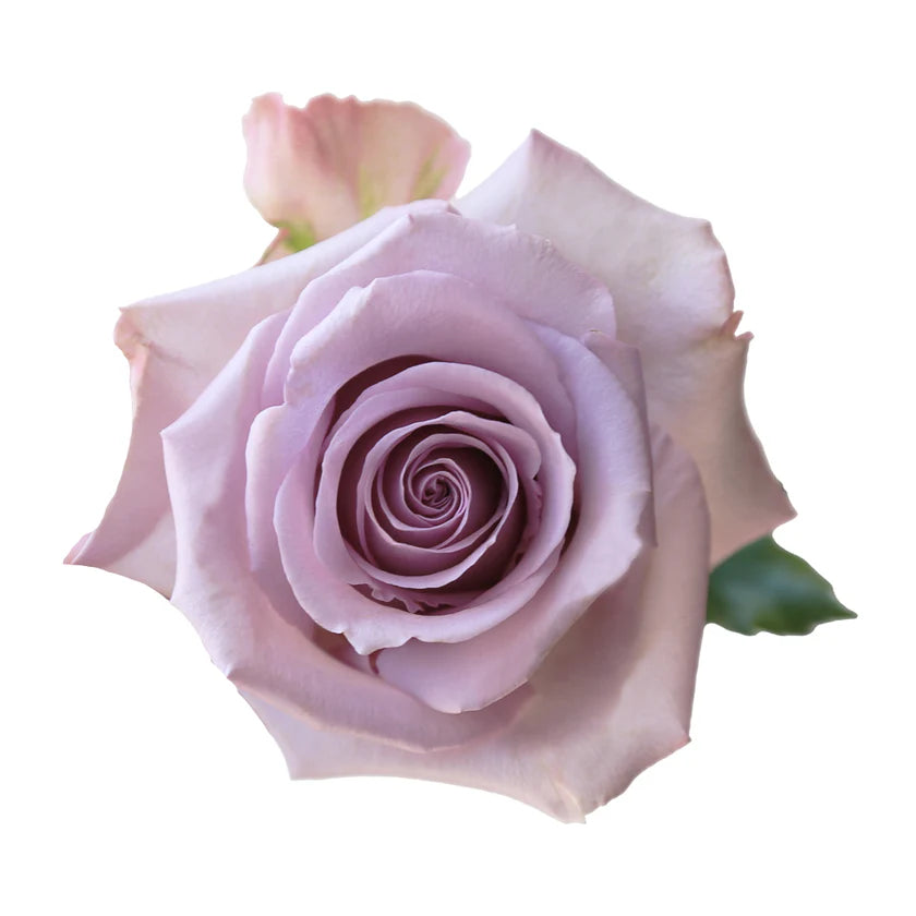 OCEAN SONG -50 STEMS