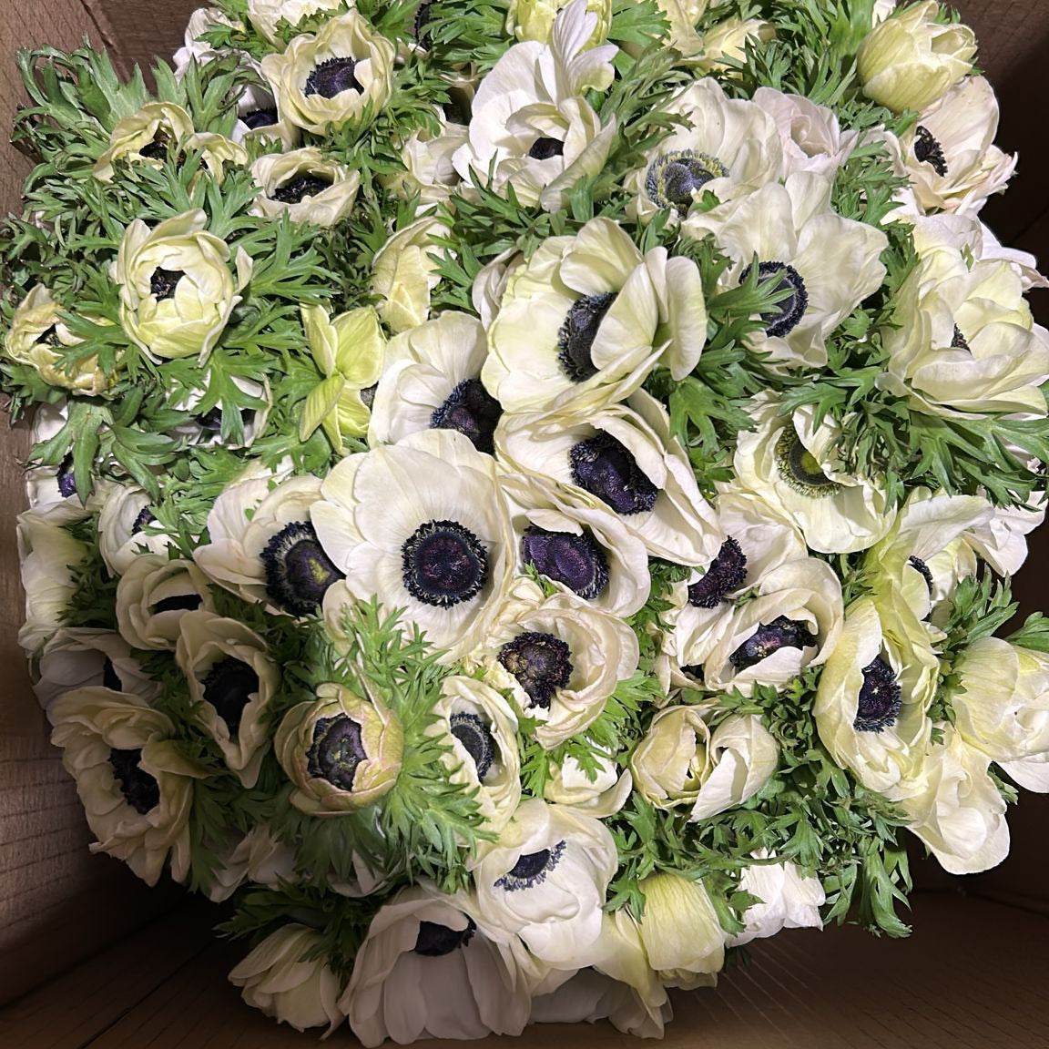 ANEMONE WHITE PANDA