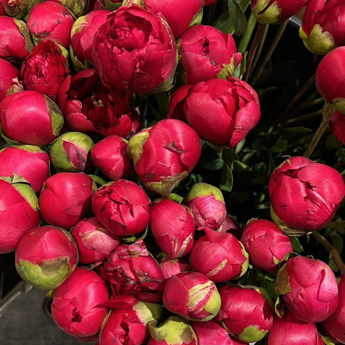 PEONY RED