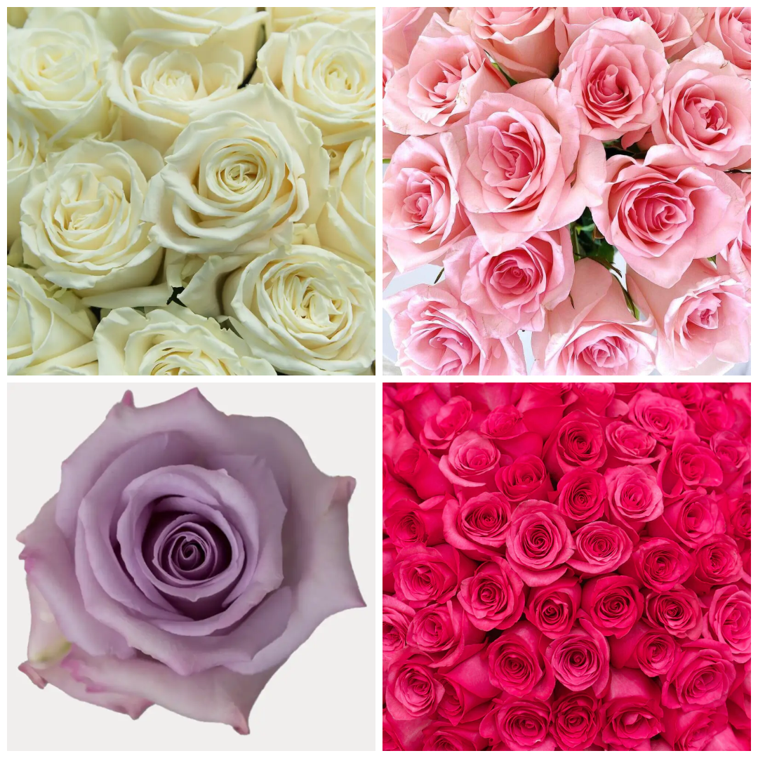 PREMIUM ASSORTED COLOURS - 100 STEMS