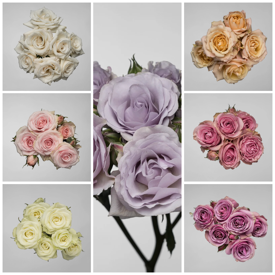 SPRAY ROSES ASSORTED COLOURS - 100 STEMS