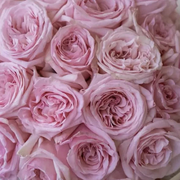 PINK O'HARA GARDEN ROSES - 48 STEMS