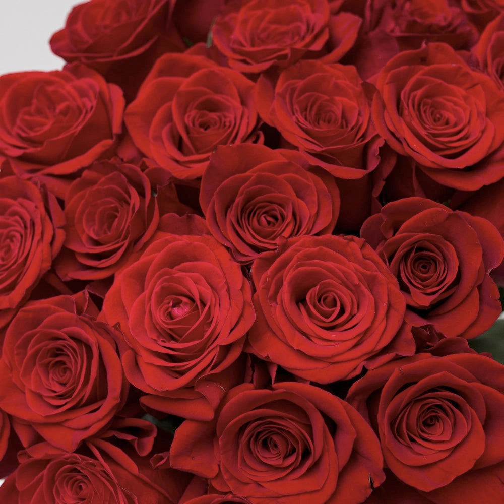 FREEDOM RED ROSES - 25 STEMS