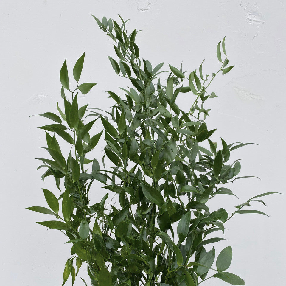 RUSCUS ITALIAN