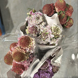 SCABIOSA ASSORTED