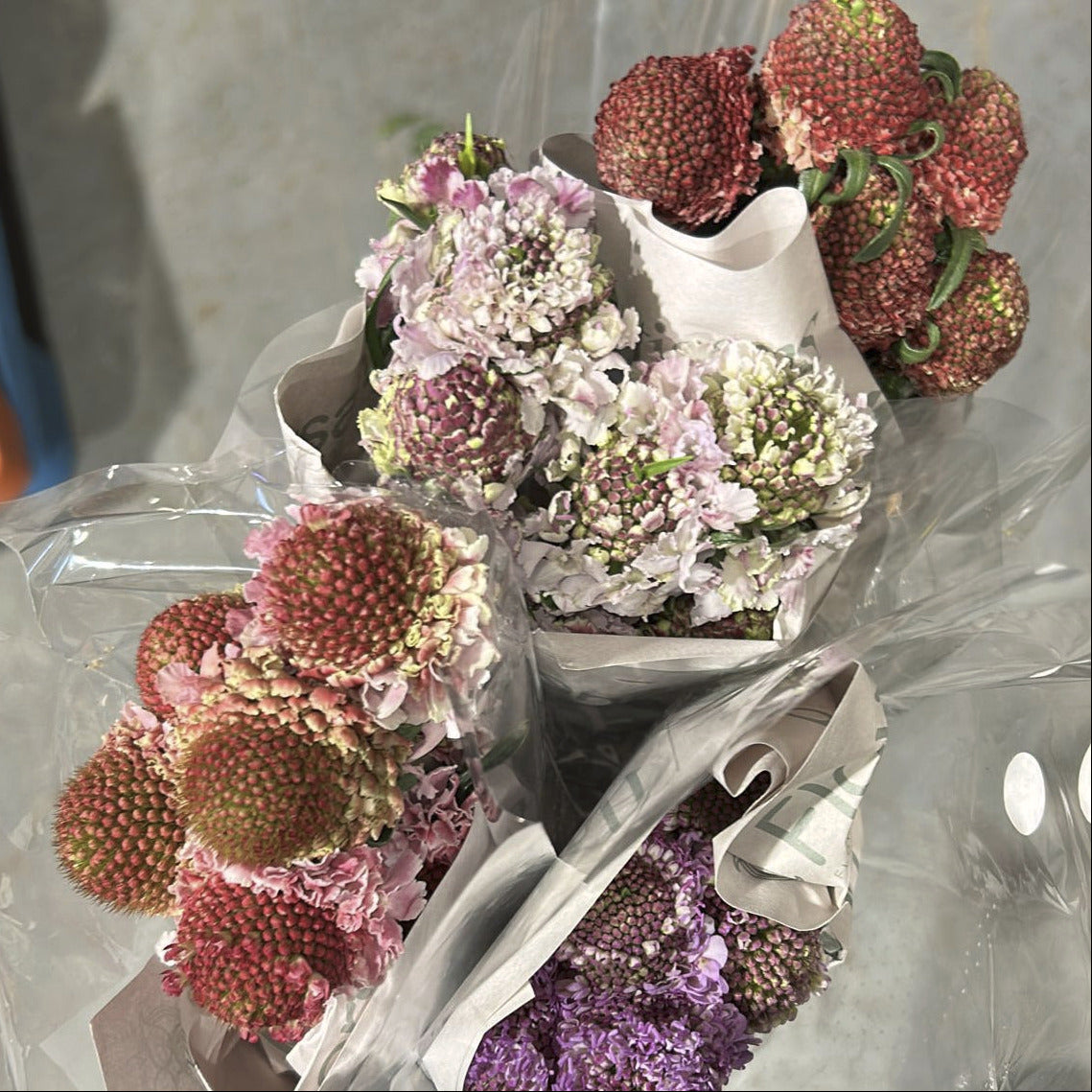 SCABIOSA ASSORTED