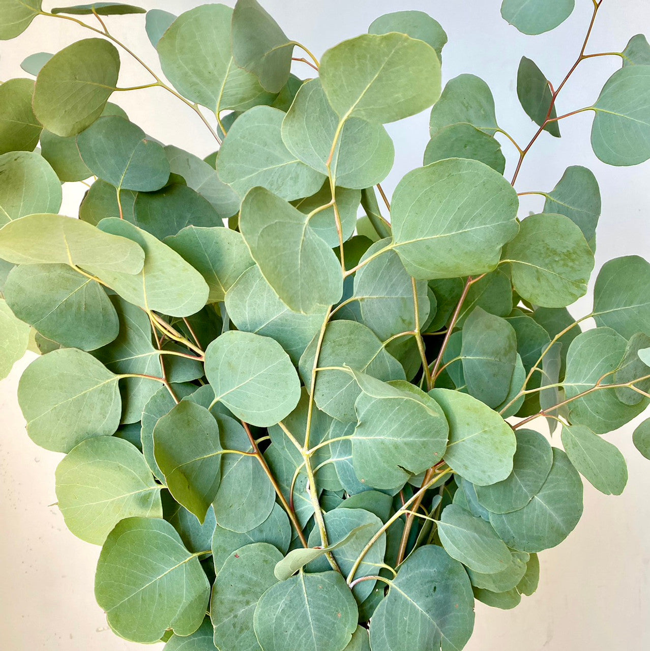 SILVER DOLLAR EUCALYPTUS  - 5 BUNCHES