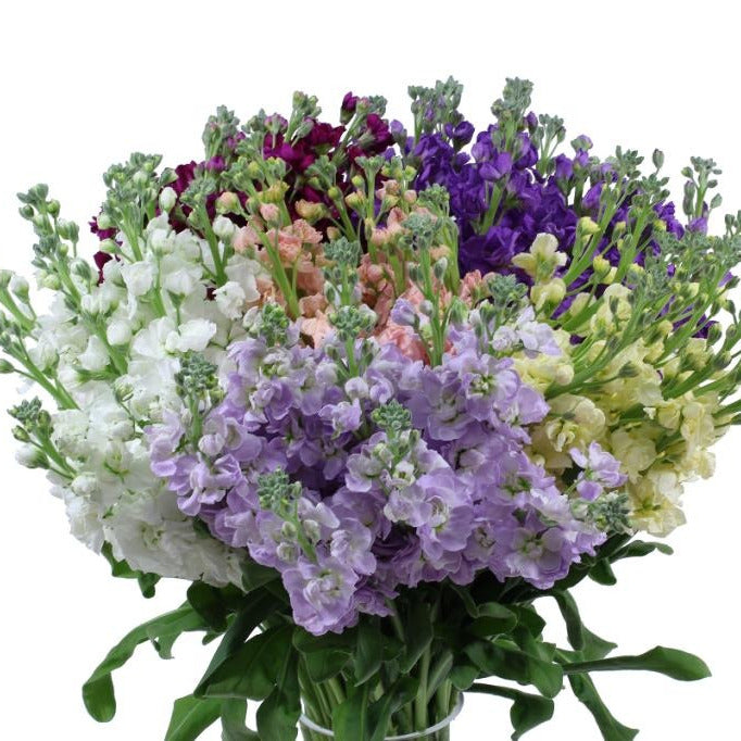 STOCK ASSORTED - 50 STEMS