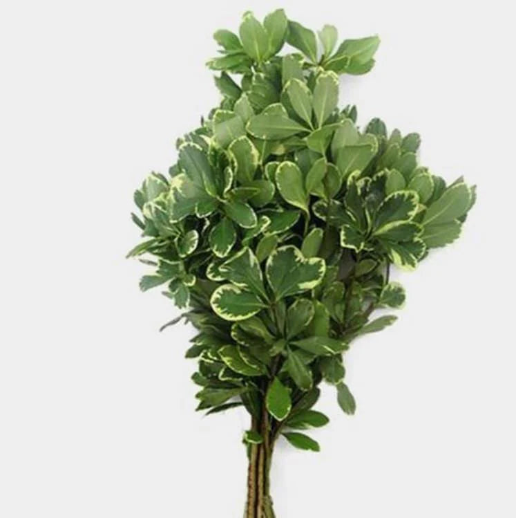 VARIEGATED PITTSPORUM