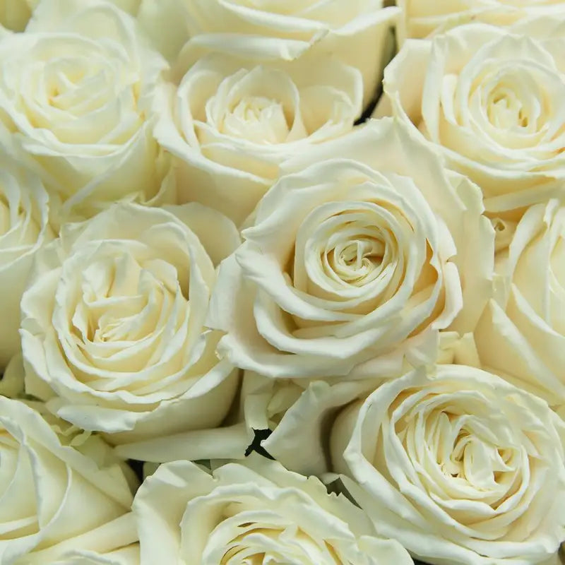 WHITE ROSES - 25 STEMS