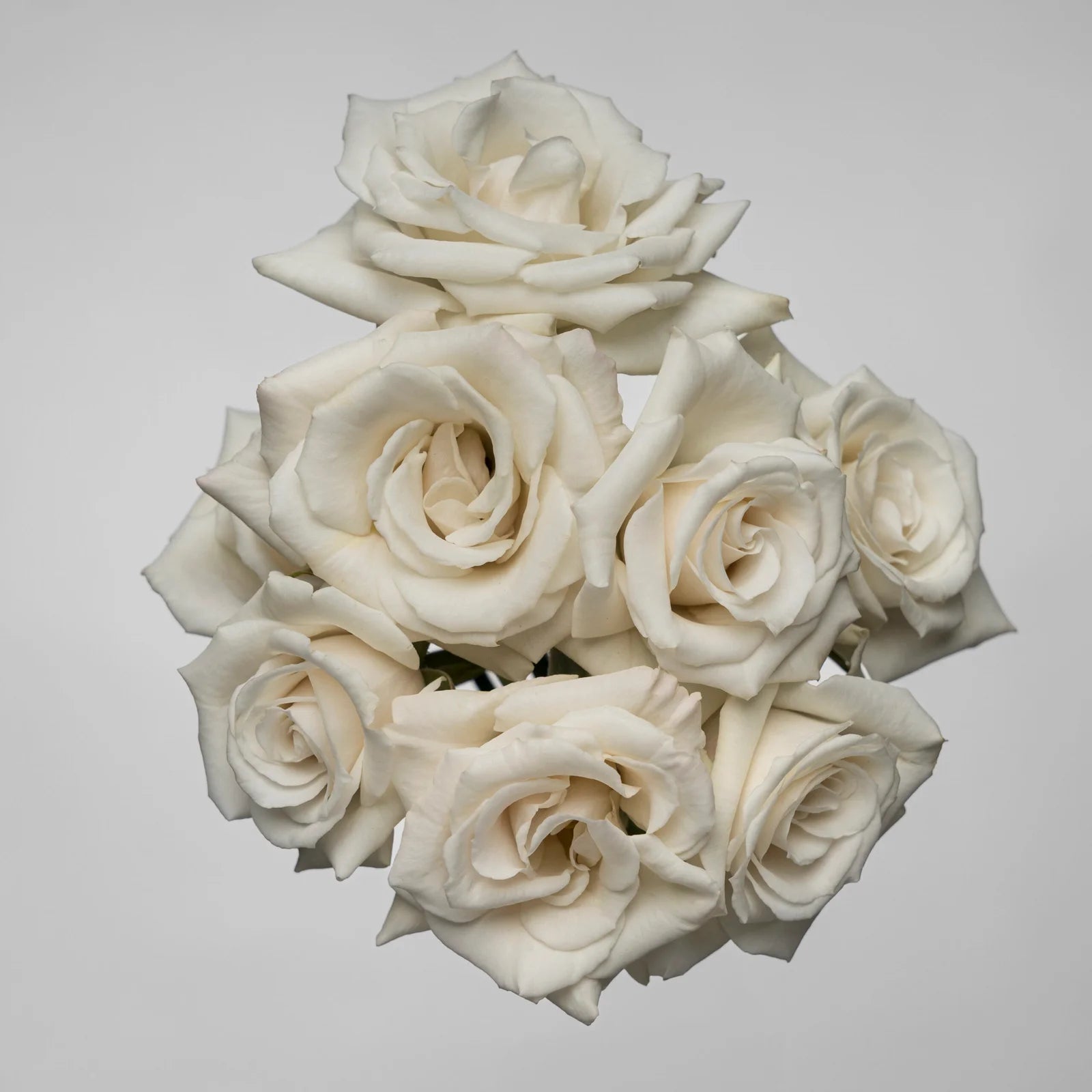 SPRAY ROSES WHITE MAJOLIKA - 100 STEMS