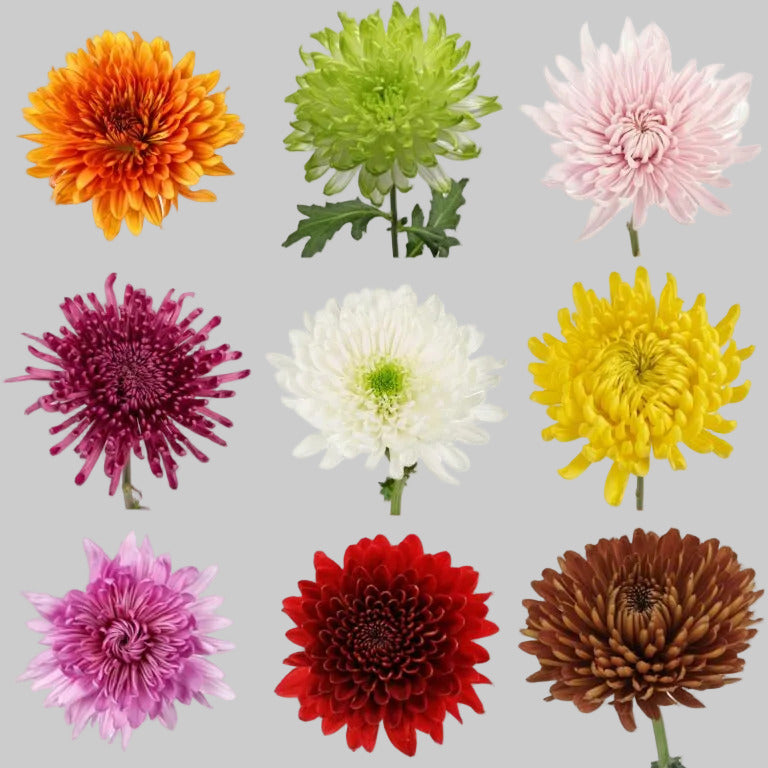 CREMON ASSORTED PREMIUM  - 100 STEMS